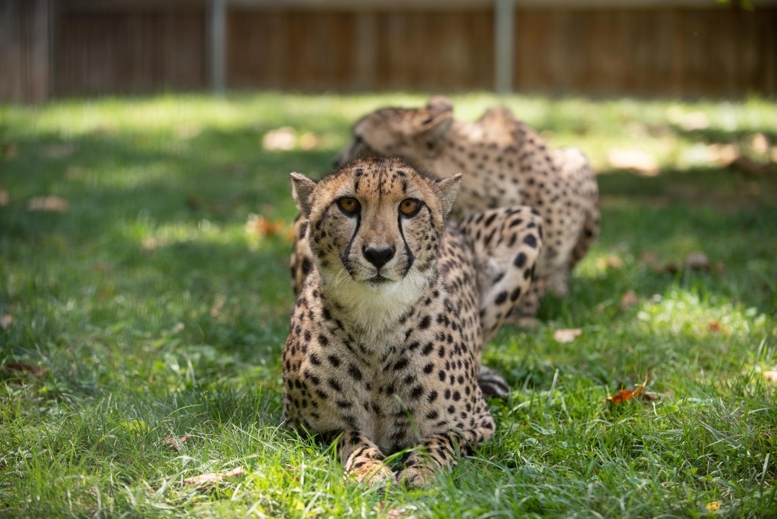 Cheetah The Wilds
